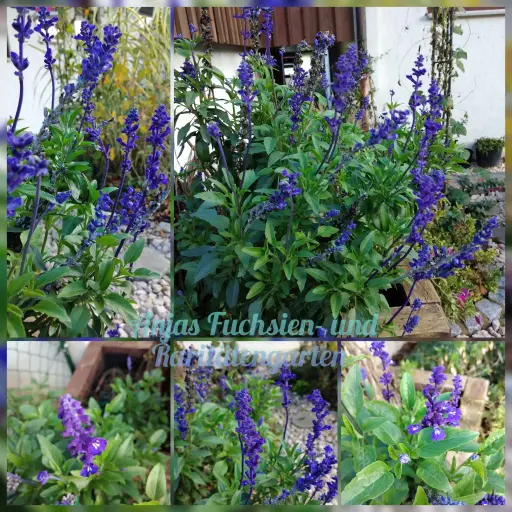 Blauer Ährensalbei