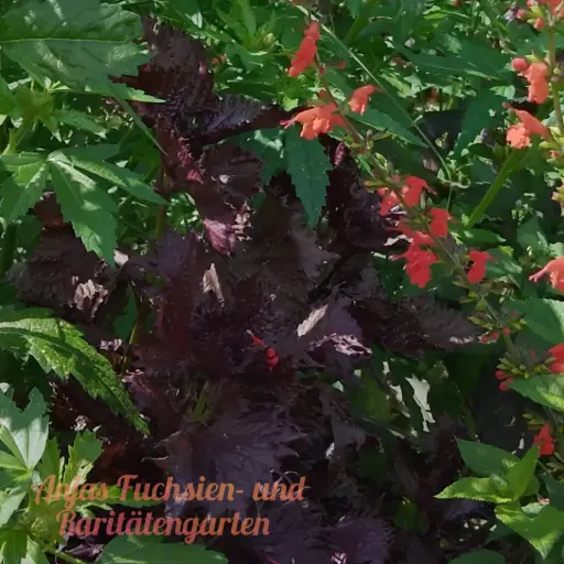 Rote Perilla