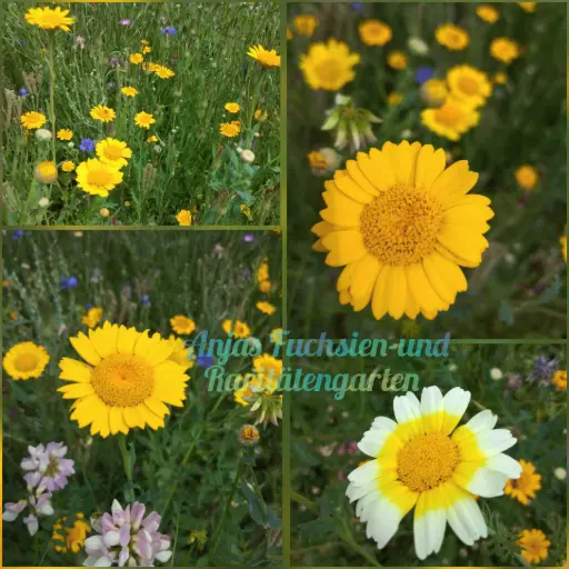 Speisechrysantheme