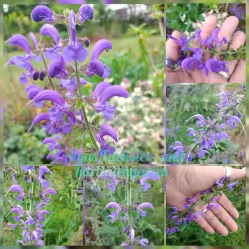Wiesensalbei