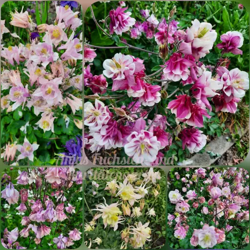 Bunte Gartenakelei