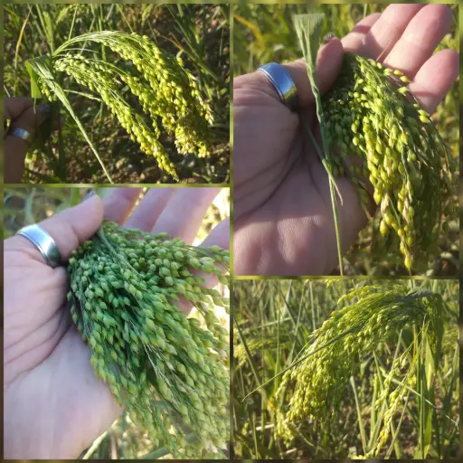 Goldhirse