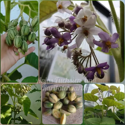 Hardy Tamarillo