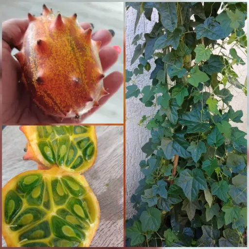 Kiwano