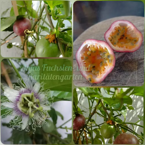 Maracuja