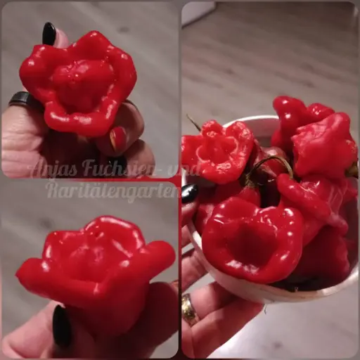 Rosenchili