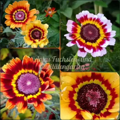Bunte Wucherblume