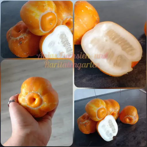 Zitronengurke