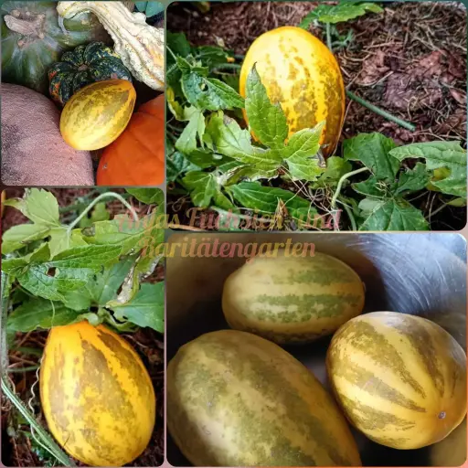 Vellarikkagurke