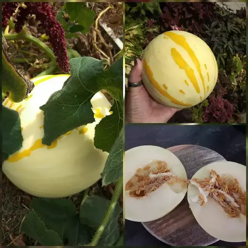 Dinoeier-Melone