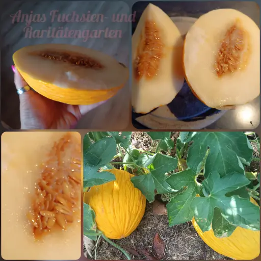 Kanarienmelone