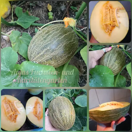 Krötenhautmelone