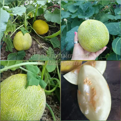 Limettenmelone