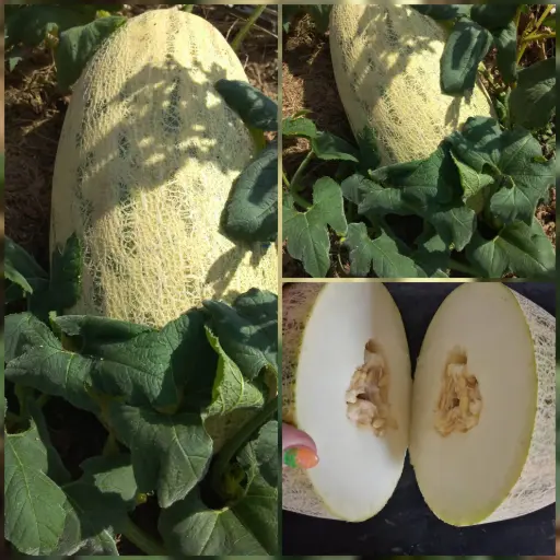 Usbekenmelone