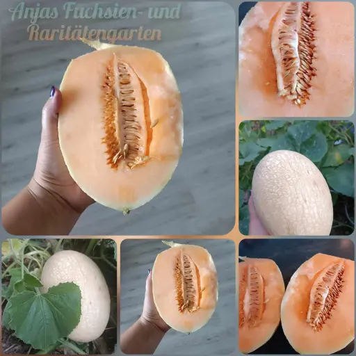 Waikiki-Melone