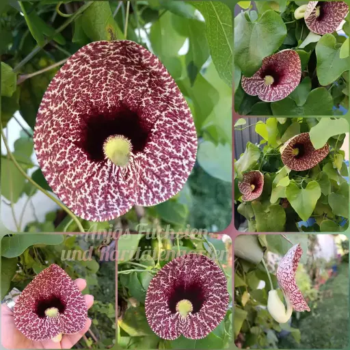 Gespensterblume