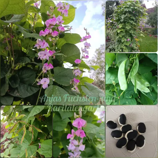 Stangenbohne 'Helmbohne'