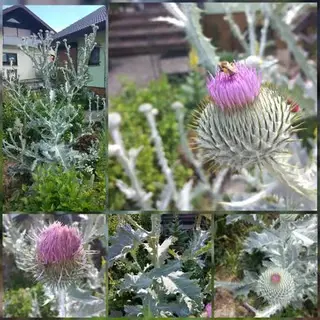Eselsdistel