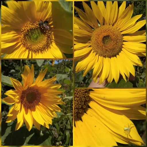 Gelbe Sonnenblume