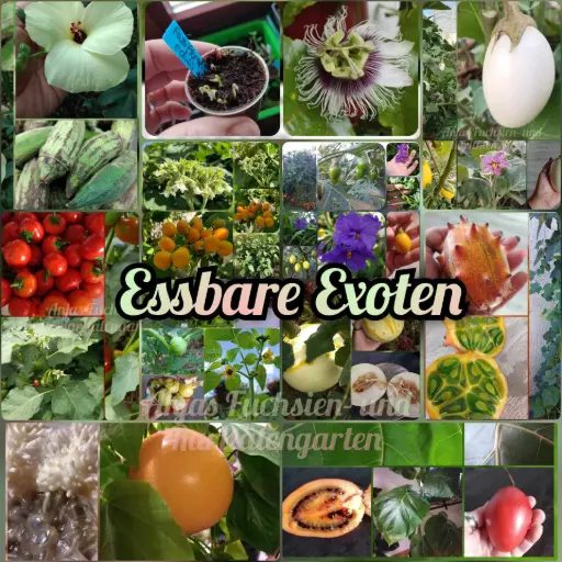Paket 'Essbare Exoten'