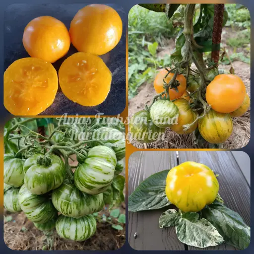 Tomate 'Nimu'