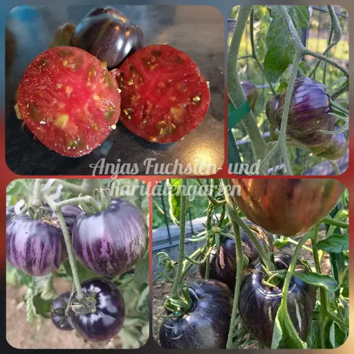 Tomate 'Rebel Starfighter Prime'