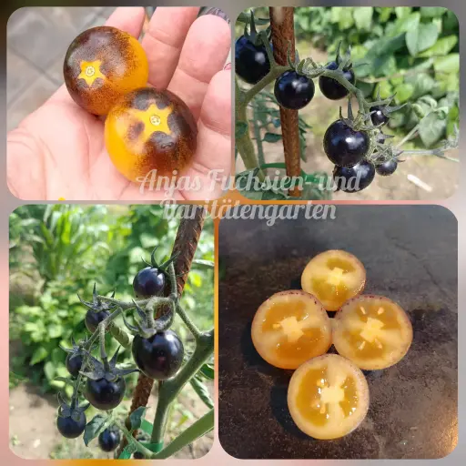 Tomate 'Anjas gelbes Sternchen'