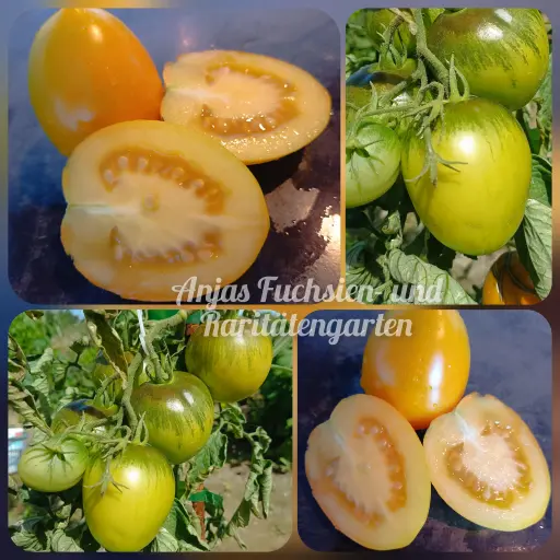 Tomate 'Omas gelbes Ei'
