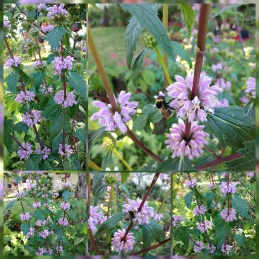 Knollenbrandkraut