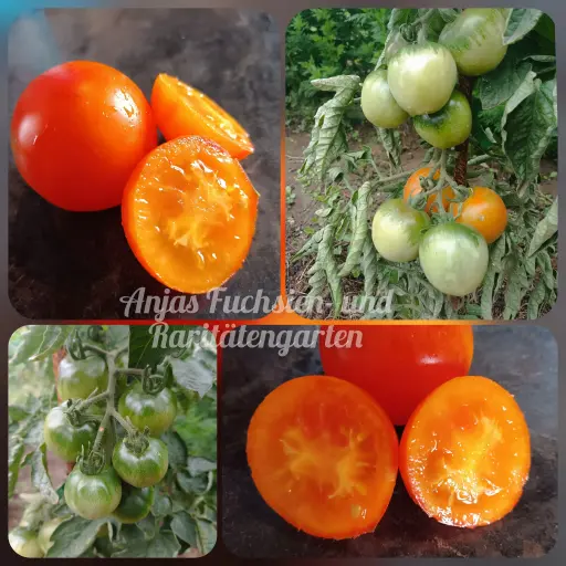 Tomate 'Pineapple Fog'