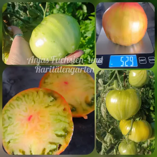 Tomate 'Taiga'