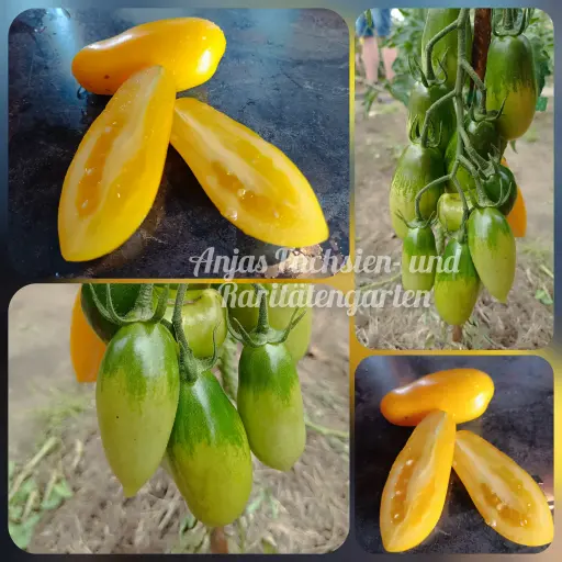 Tomate 'Goldfish'