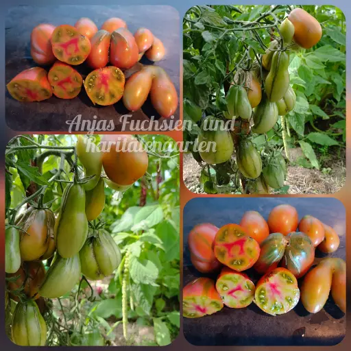 Tomate 'Phils Tricolore'