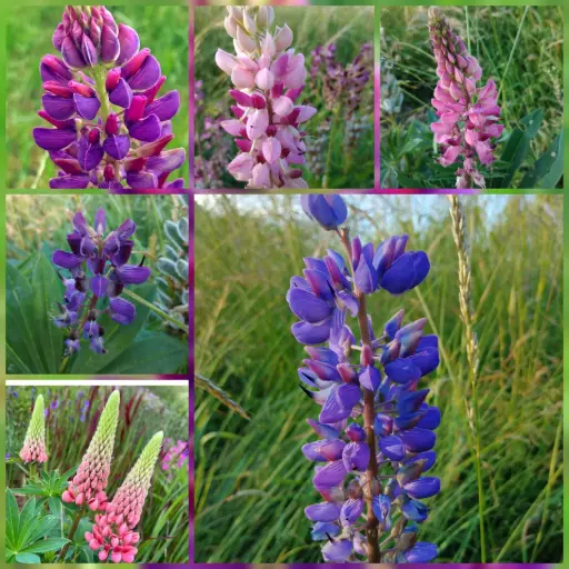 Lupinen (Mix)