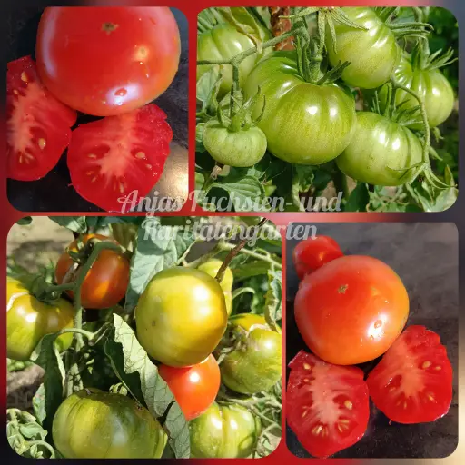 Tomate 'Vierländer Platte'
