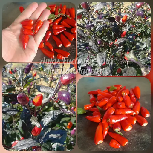 Chili 'Dream Catcher Tall'