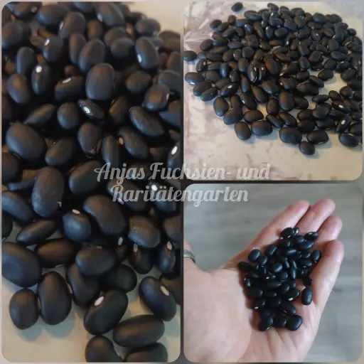 Buschbohne 'Black Turtle'