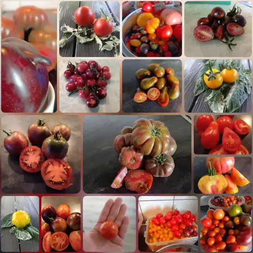 Mittleres Überraschungspaket (10 Sorten)