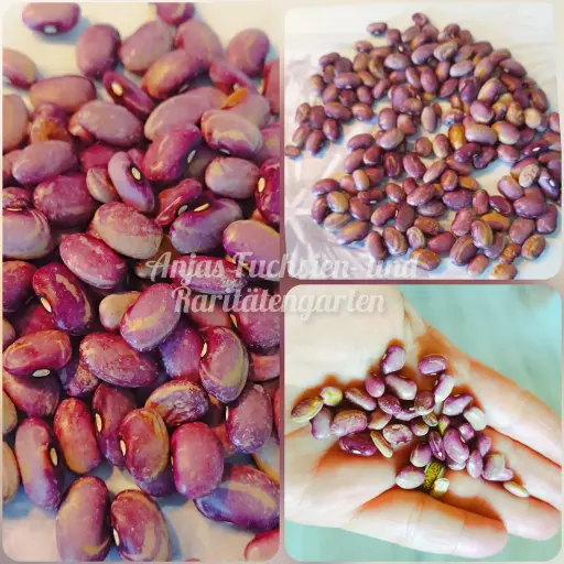 Reiserbohne 'Yeome Purple Strings'