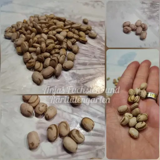 Reiserbohne 'Ojo de Cabra (Ziegenauge)'