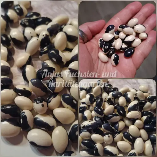 Buschbohne 'Starazargorsky'