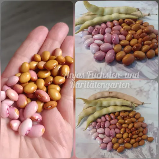 Stangenbohne 'Hundert aus einer'