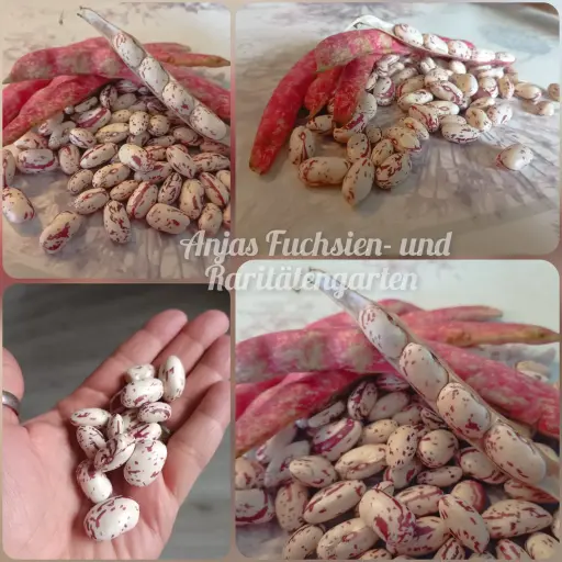 Stangenbohne 'Borlotto Lingua di Fuoco'