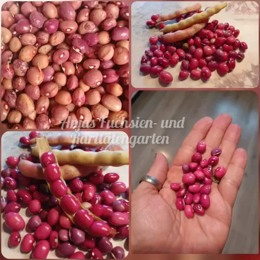 Stangenbohne 'Grand Mére'