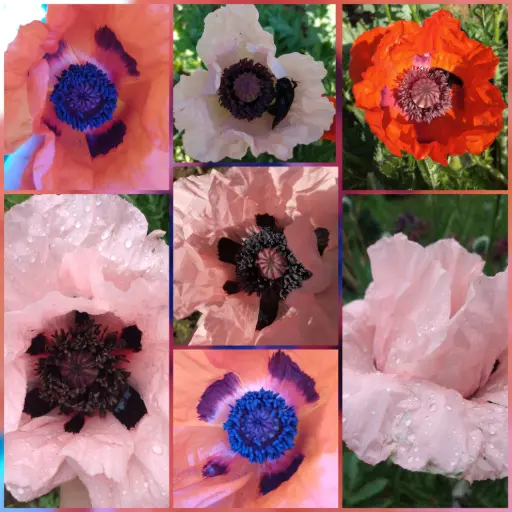 Orientalischer Mohn