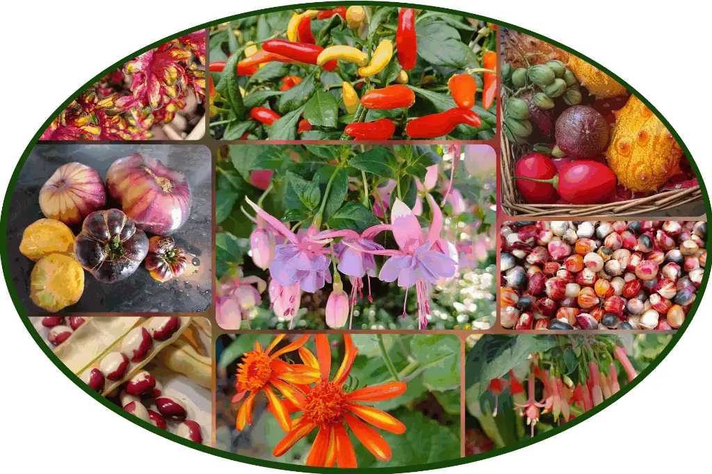 Geschenkgutscheinkarte 50,00€