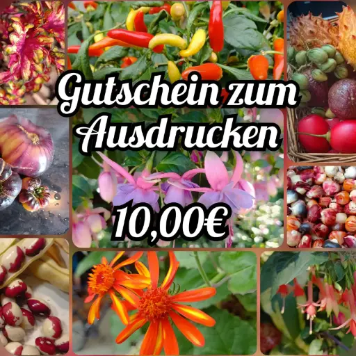 Geschenkgutschein über 10,00€ 