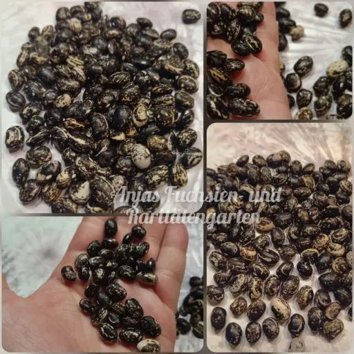 Reiserbohne 'Black Good Mother Stallard'