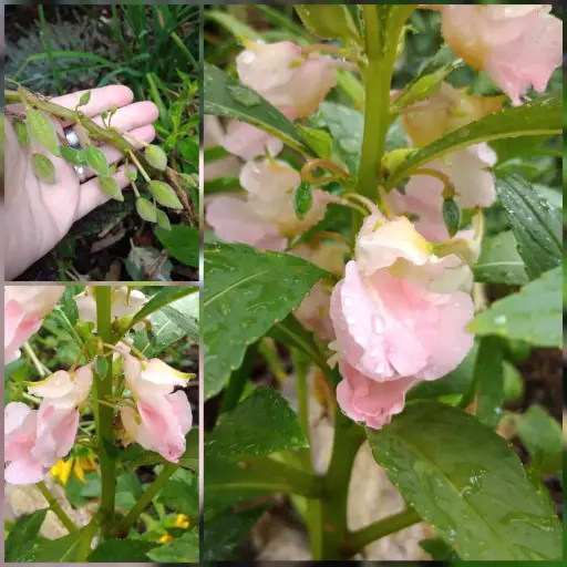 Rosenbalsamine