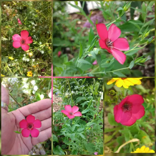 Roter Prachtlein